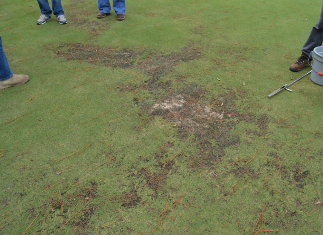 Spotty nematode injury in turfgrasspng